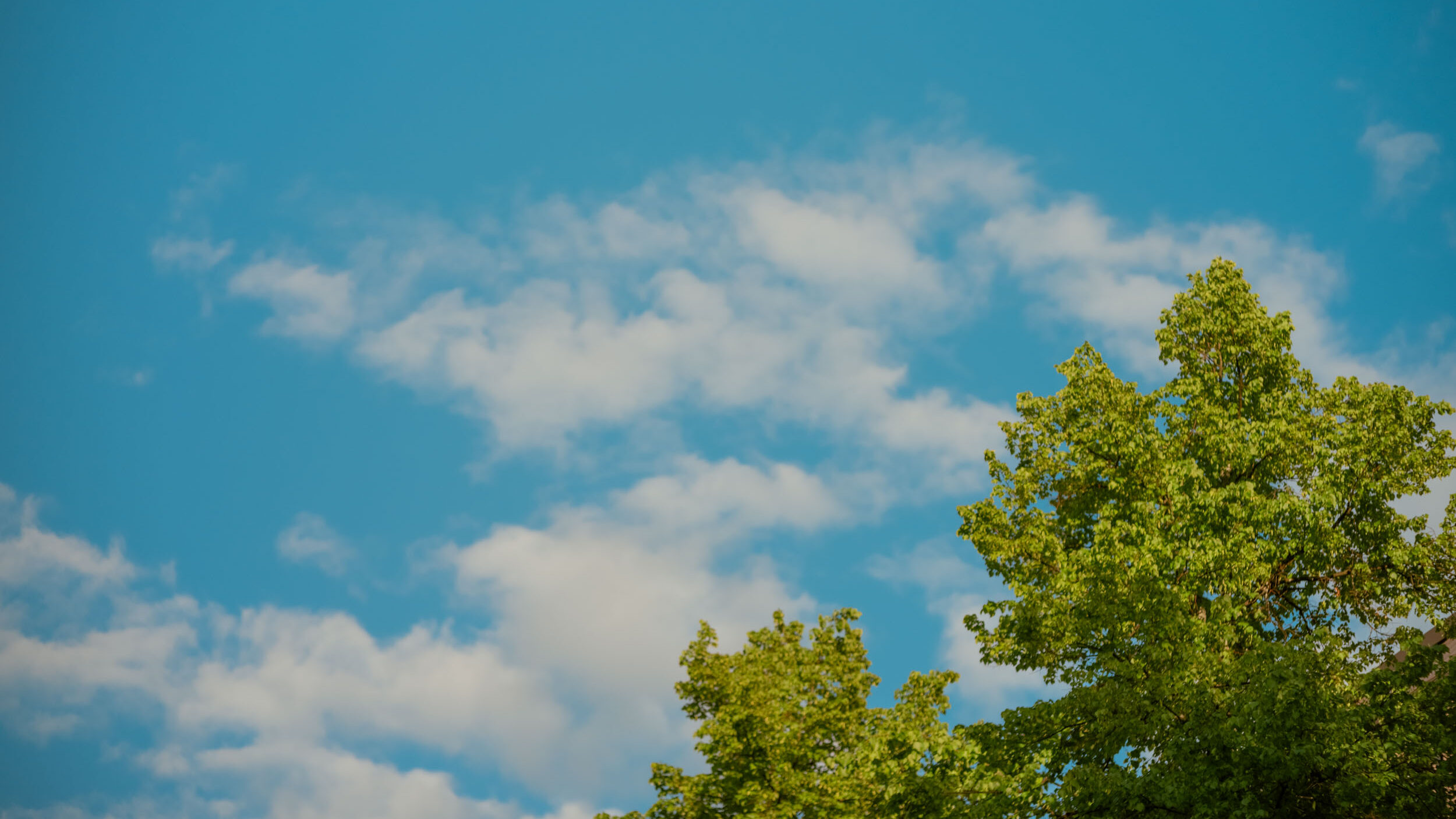 Kuvassa sininen taivas ja puun latva täynnä vihreitä lehtiä.